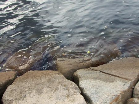 南芦屋浜 今期初サヨリ