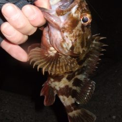 狙ってない時に限って