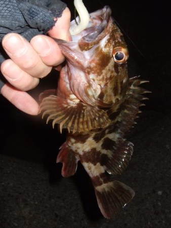 狙ってない時に限って