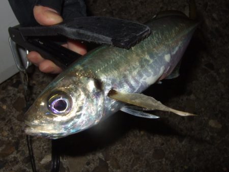 肌寒いけど水はまだ温い