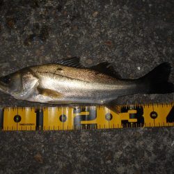 またチビばかり…。