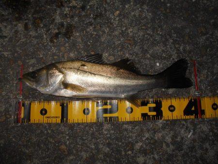 またチビばかり…。