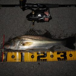 ちょこっとシーバス。