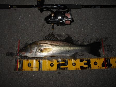 ちょこっとシーバス。