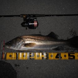 やっぱり本物には敵わない…。