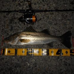 ちょこっとシーバス。