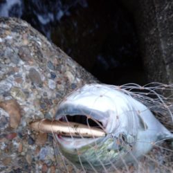 トップゲーム!!