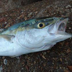 朝一ワンチャン狙い