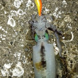 TEAMゲッソー調査隊