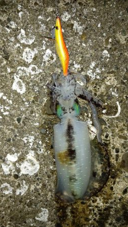 TEAMゲッソー調査隊