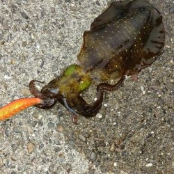 TEAMゲッソー調査隊