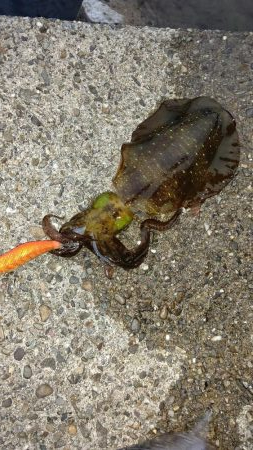 TEAMゲッソー調査隊