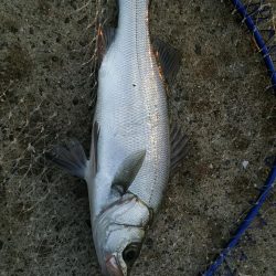 エビ撒き釣りで六目達成♪