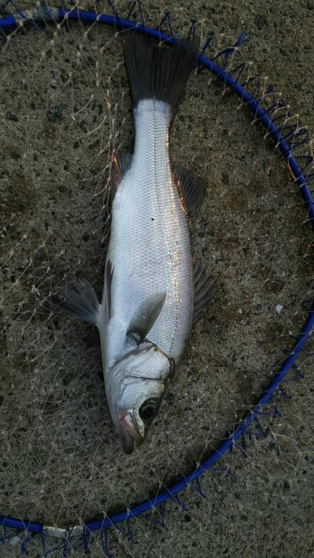 エビ撒き釣りで六目達成♪