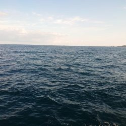 ヒラマサ狙いが。。