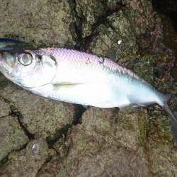 今ｼｰｽﾞﾝ初青物