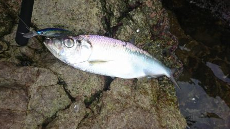 今ｼｰｽﾞﾝ初青物