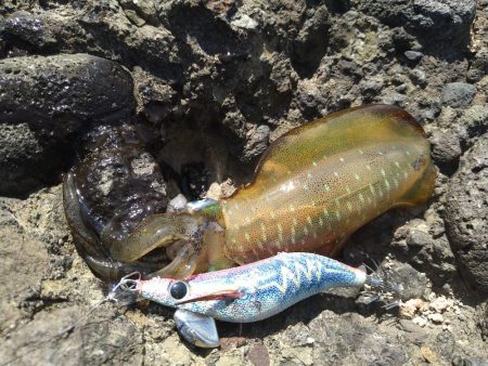 ペンペンとアオリん