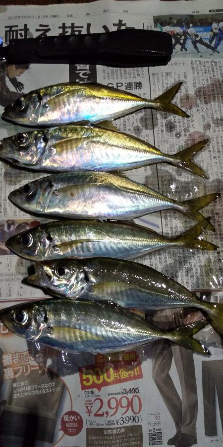 岬町内を徘徊してアジGET