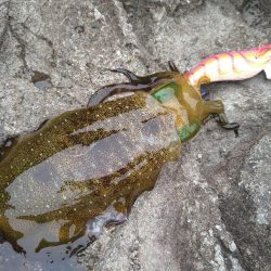 カンパチの子供とイカの子供