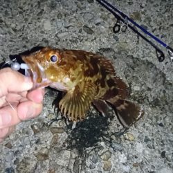 久しぶりに根魚を！