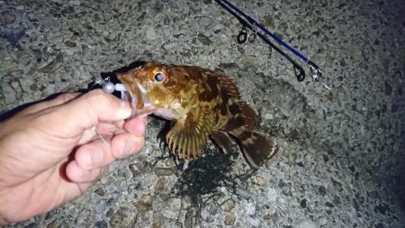 久しぶりに根魚を！