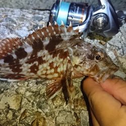 ガッシーとお戯れ