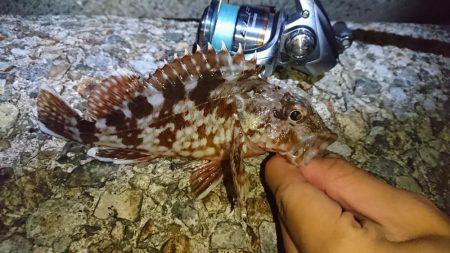 ガッシーとお戯れ