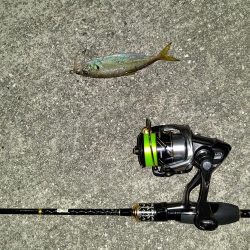 アジング、ショアジギ調査