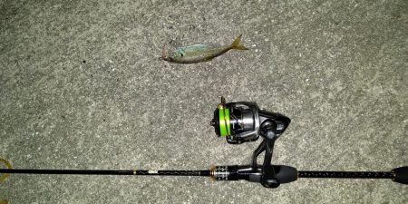 アジング、ショアジギ調査