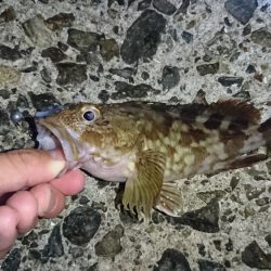 メバルにはまだ早いかな