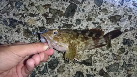 メバルにはまだ早いかな