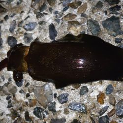 数は釣れたけど…