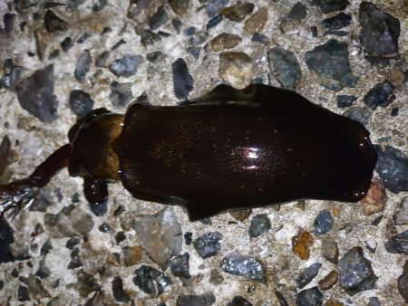 数は釣れたけど…