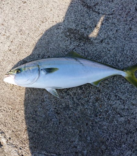 シイラ釣ってみたいな