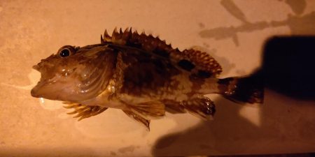 アジング、ショアジギング調査