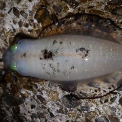 そろそろ終盤戦か