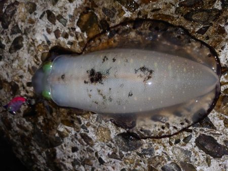 そろそろ終盤戦か