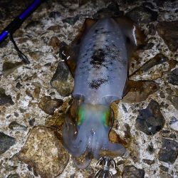 まだまだいけるか