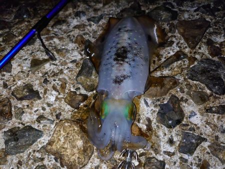 まだまだいけるか