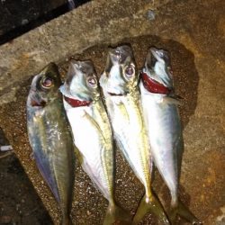 今日もダメだ、シーバスはどこ？