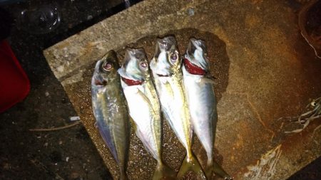 今日もダメだ、シーバスはどこ？