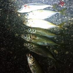 アジング30匹ゲット