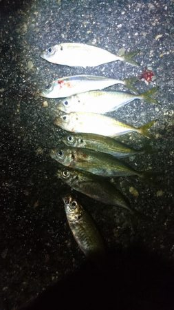 アジング30匹ゲット