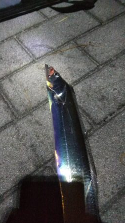 タチウオ2 サバ2