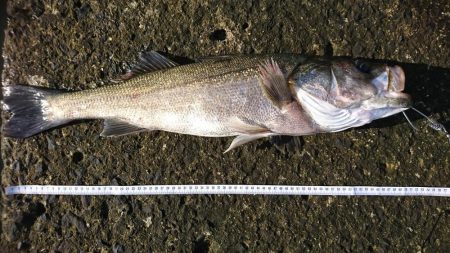 やっとサイズUP