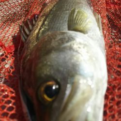 【苅田南港】シーバス ~ デスロック