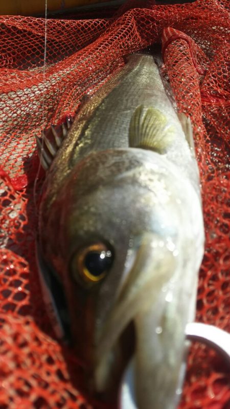 【苅田南港】シーバス ~ デスロック