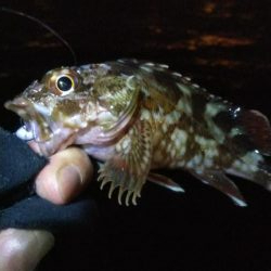 ガシラ12   サバ5