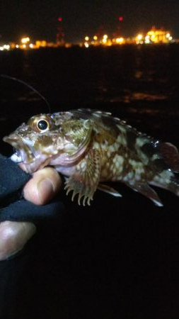 ガシラ12   サバ5